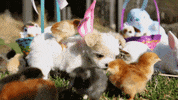 Dog Puppy GIF