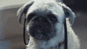 Dog Lick GIF by starkl gifs