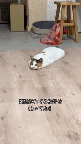 cuteanimalland giphyupload GIF