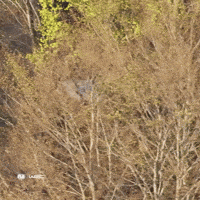Croatia Crashed Car GIF by FIA World Rally Championship