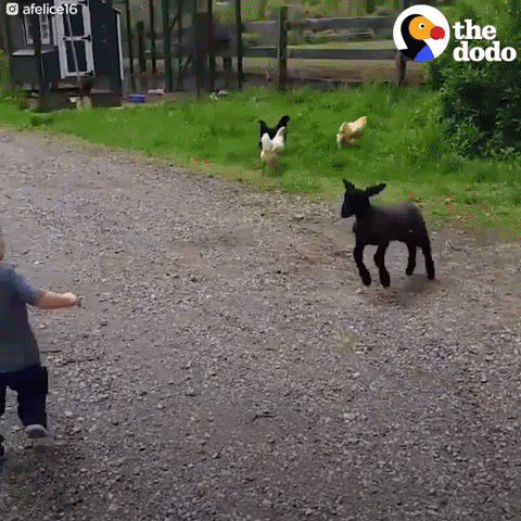 GIF by The Dodo