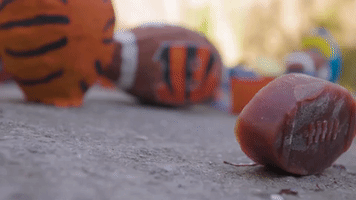 Tiger Cub Backs Bengals to Win Super Bowl, Dallas Zoo Says