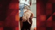 world's funniest fails GIF by Fox TV