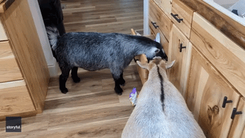 Sneaky Goats Raid Snack Drawers at Ohio Farm