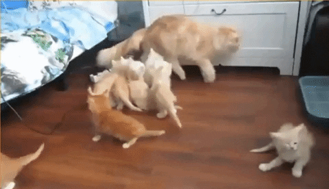 giphyupload GIF