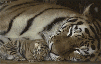 read more GIF