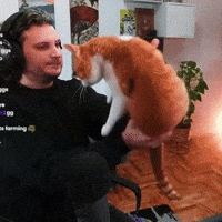 Cat Spin GIF