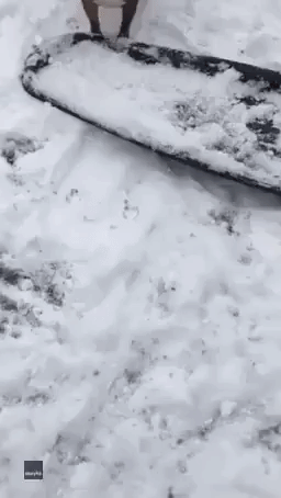 Benjah the Bulldog Rides a Sled in Montana Snow
