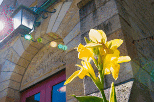 bradleyu GIF by Bradley University