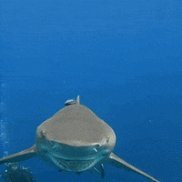 GIF by The Dodo