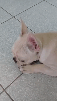 Guilty Dog Bursts Into Tears After Being Blamed for Pooping in House