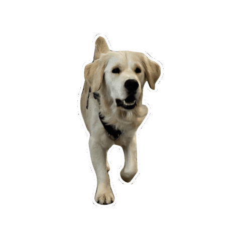 stjohnsprep giphygifmaker Sticker