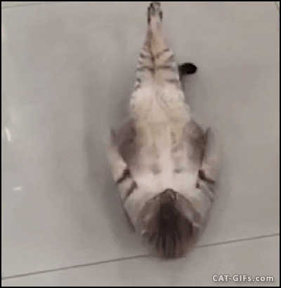 cat cutie GIF