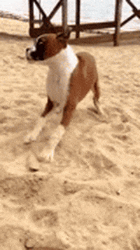 vs boxer GIF