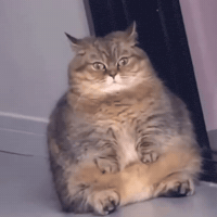 Fat Cat GIF by Respective