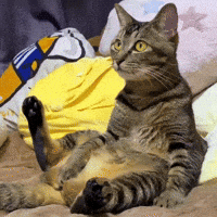 KIRARIwithYANMARS cat why lost lazy GIF