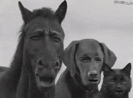Follow What GIF