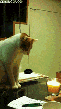 cat playing GIF by Cheezburger