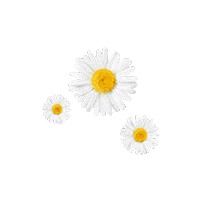 everpure_id everpure calmomild chamomile calmomildseries Sticker