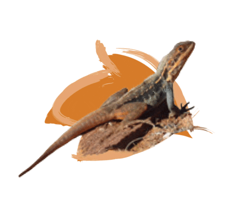 Endangered Species Australia Sticker by NSW Department of Planning, Industry and Environment