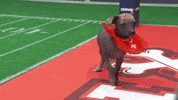 Animal Planet GIF by Puppy Bowl