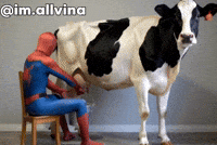 Spiderman Dancingmom GIF