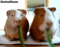 pigs guinea GIF
