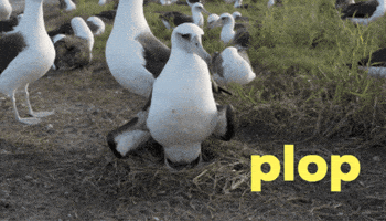 Egg Drop It GIF by U.S. Fish and Wildlife Service