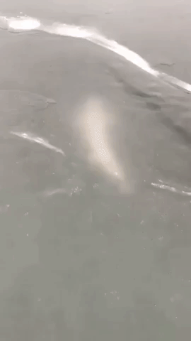 Big Fish Filmed Swimming Under Ice On Michigan Lake