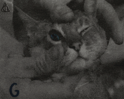 GIF by Beeld en Geluid