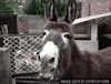 donkey GIF