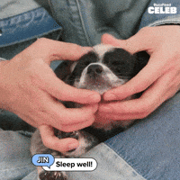 K Pop Puppy GIF by BuzzFeed