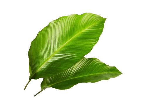 Plant Leaf Sticker by True Botanicals