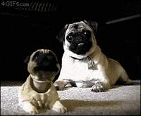 dogs bulldog GIF