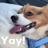 Dog Corgi GIF