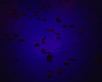 wild irish roses GIF by Smino
