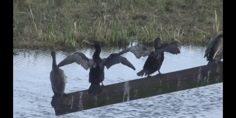 Education Duck GIF by DIIMSA Stock