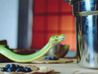 GIF by Vampire Weekend