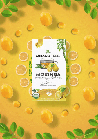 miracletreetea moringa moringa tea miracle tree miracle tree tea GIF