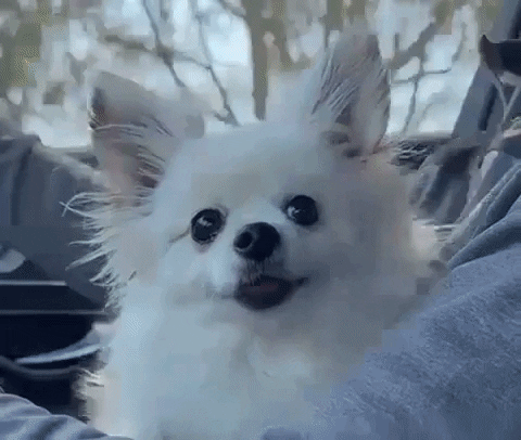 romeomama giphyupload chihuahua cute dog happy dog GIF