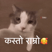 Cat Kiss GIF