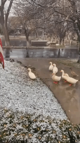'Fat Flakes' of Snow Fall on Ducks in Amarillo, Texas