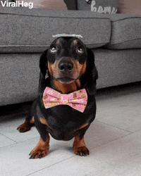 Patient Doggys Qualitea Balancing Skills GIF by ViralHog