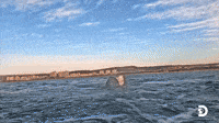 Lwazi's Second Breach