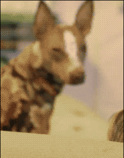 back GIF