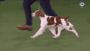 GIF by Westminster Kennel Club