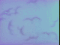 porkchop GIF
