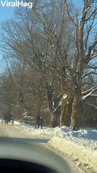 Horse Pulls Skiers Down The Street GIF by ViralHog