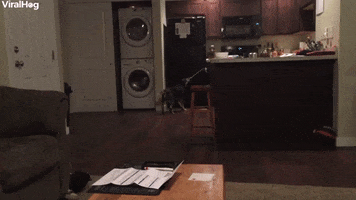 Clever Dog Has Drink Delivery Routine Down Pat GIF by ViralHog
