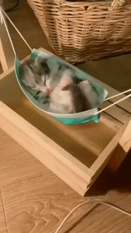 cuteanimalland giphyupload GIF